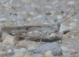 Seaside Grasshopper